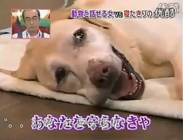 要讓人類聽懂動物的語言，AI還需克服哪些難題？