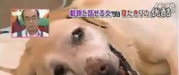 要讓人類聽懂動(dòng)物的語言，AI還需克服哪些難題？