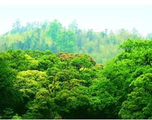 全國碳市場開始階段不搞期貨，不征碳稅，增加林業(yè)碳匯交易