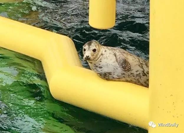海上風(fēng)電破壞海洋生態(tài)？海豹：想多了！